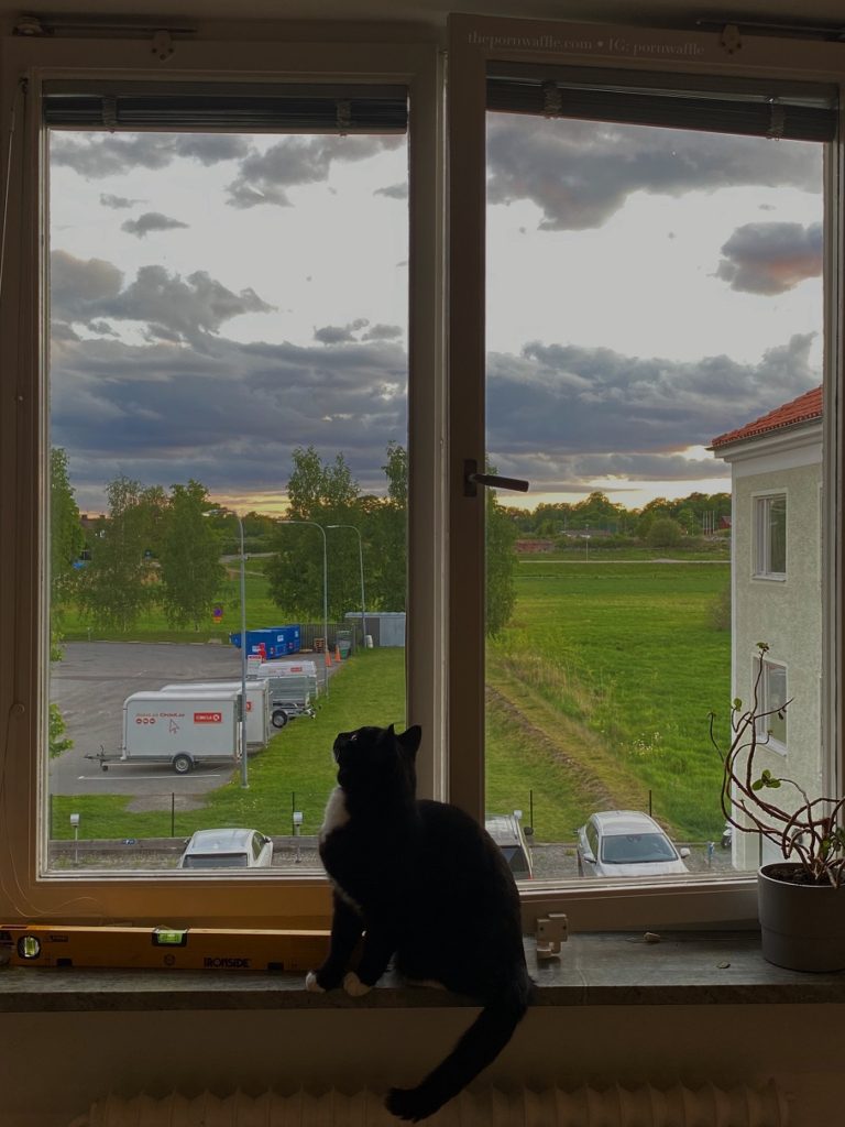 cat window